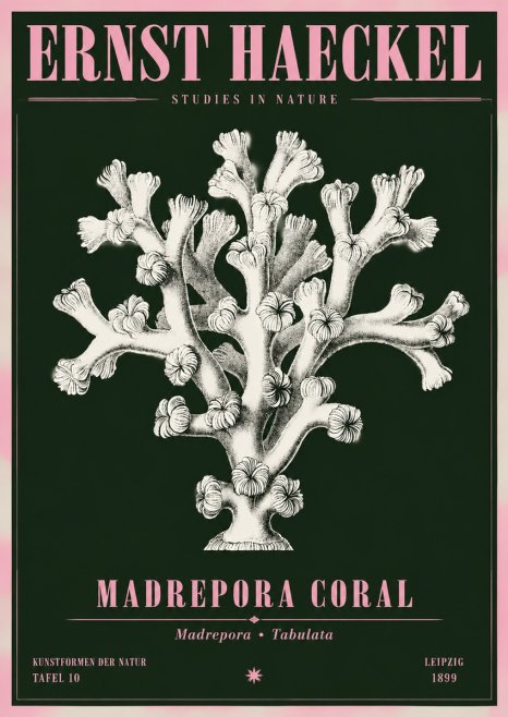 Ernst Haeckel Corallium Rubrum I No5 - Poster