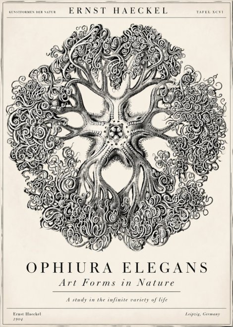 Ernst Haeckel Ophiuroidea Sea Tree - Deep Sea No6 - Poster