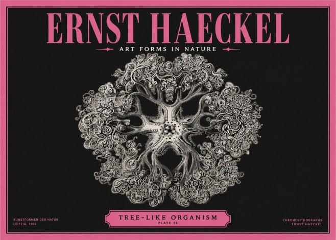 Ernst Haeckel Tree-like Organism No2 - Poster