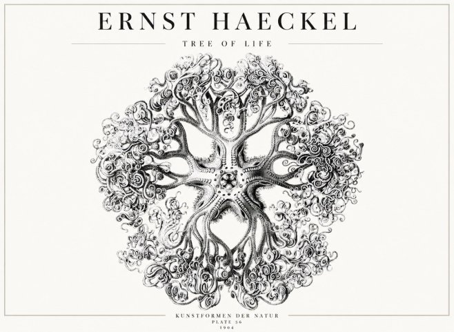Ernst Haeckel Tree-like Organism No4 - Poster