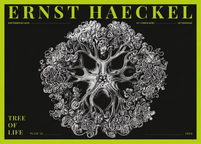 Ernst Haeckel Tree-like Organism No5 - Poster