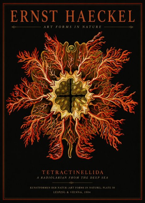 Ernst Haeckel Tetractinellida a Radiolarian from the Deep Sea No2 - Poster