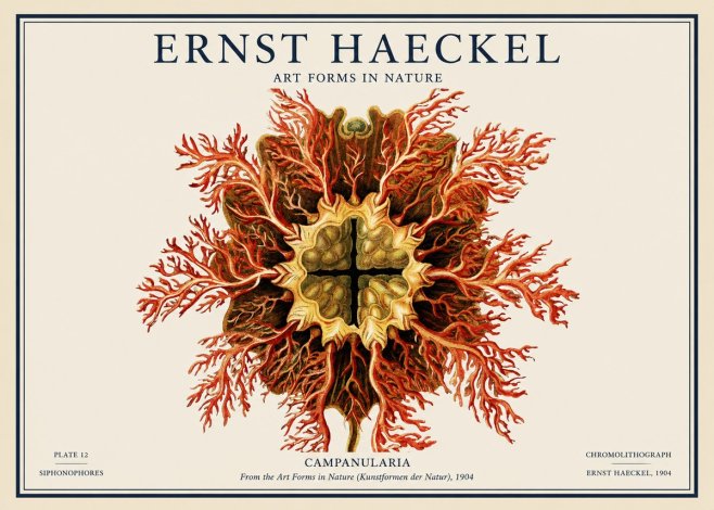 Ernst Haeckel Tetractinellida a Radiolarian from the Deep Sea No4 - Poster