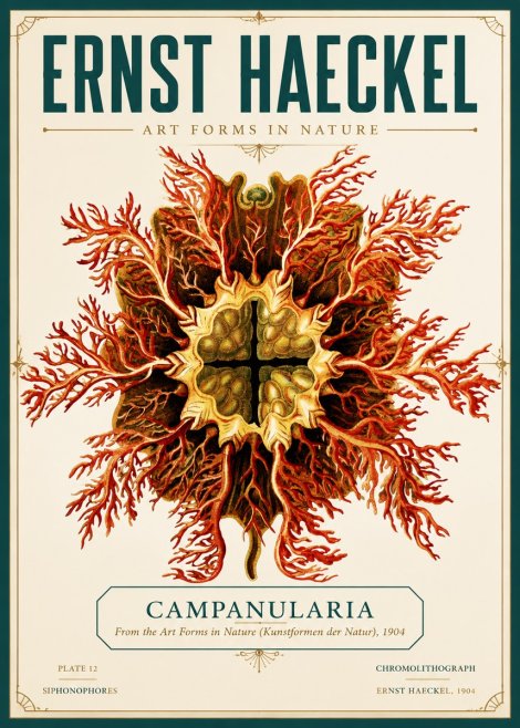 Ernst Haeckel Tetractinellida a Radiolarian from the Deep Sea No6 - Poster