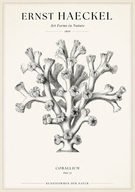Ernst Haeckel Corallium Rubrum II No2 - Poster