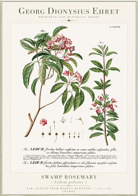 Georg Dionysius Ehret Swamp Rosemary (Ledum Palustre) No1 - Poster