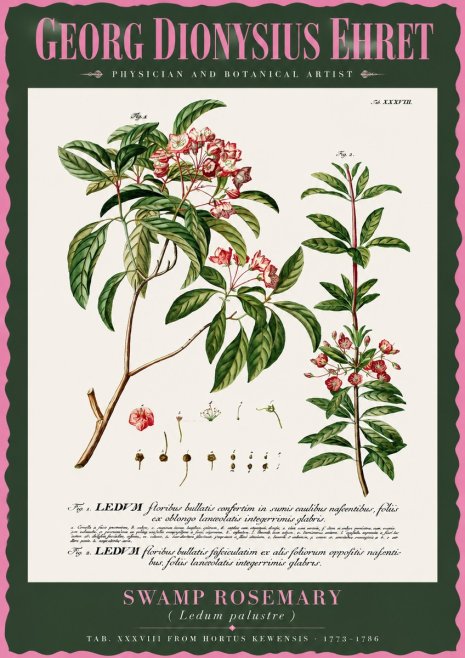 Georg Dionysius Ehret Swamp Rosemary (Ledum Palustre) No2 - Poster