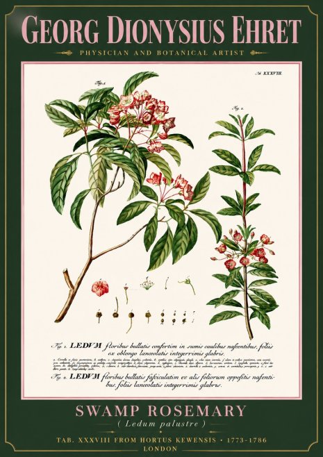 Georg Dionysius Ehret Swamp Rosemary (Ledum Palustre) No6 - Poster