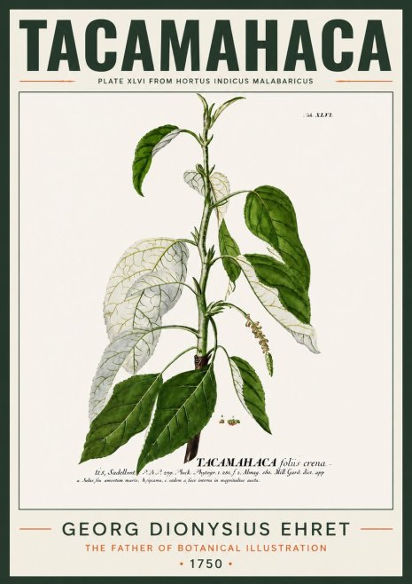 Georg Dionysius Ehret Tacamahaca (Saddlewood) No4 - Poster