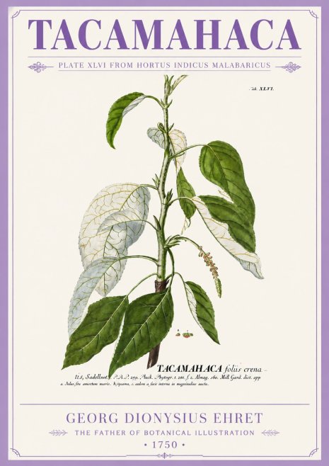 Georg Dionysius Ehret Tacamahaca (Saddlewood) No5 - Poster