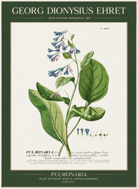 Georg Dionysius Ehret Pulmonaria No1 - Poster