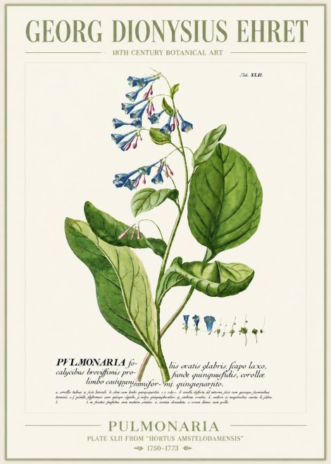 Georg Dionysius Ehret Pulmonaria No4 - Poster