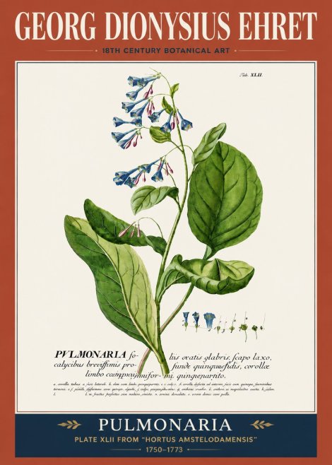 Georg Dionysius Ehret Pulmonaria No5 - Poster