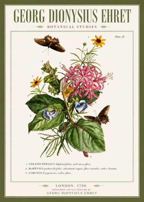 Georg Dionysius Ehret Botanical Studies - Plate Ix No5 - Poster