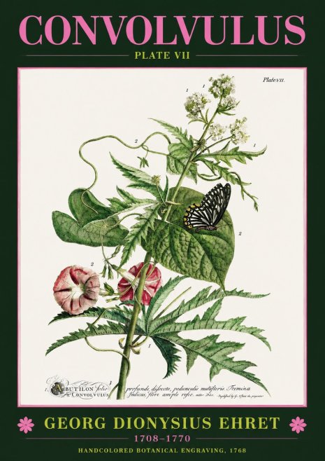 Georg Dionysius Ehret Convolvulus - Plate Vii No2 - Poster