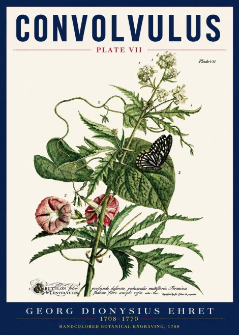 Georg Dionysius Ehret Convolvulus - Plate Vii No5 - Poster