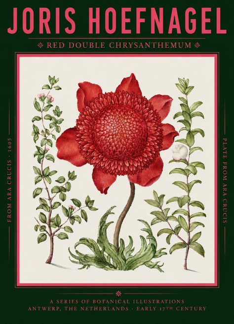 Joris Hoefnagel Red Double Chrysanthemum No2 - Poster