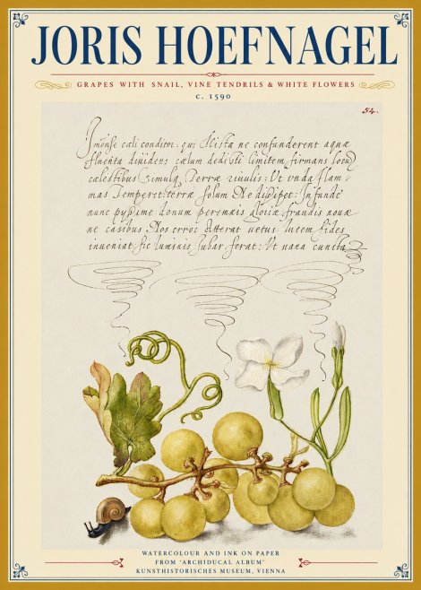 Joris Hoefnagel Grapes with Snail, Vine Tendrils & White Flowers No3 - Poster