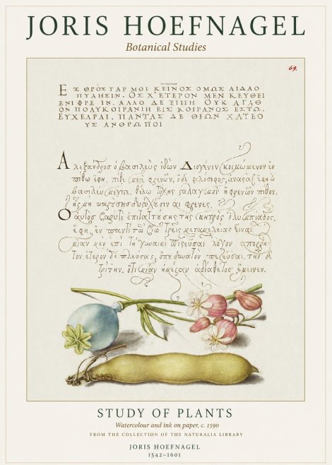 Joris Hoefnagel Study of Plants I No1 - Poster