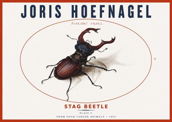 Joris Hoefnagel Stag Beetle No3 - Poster
