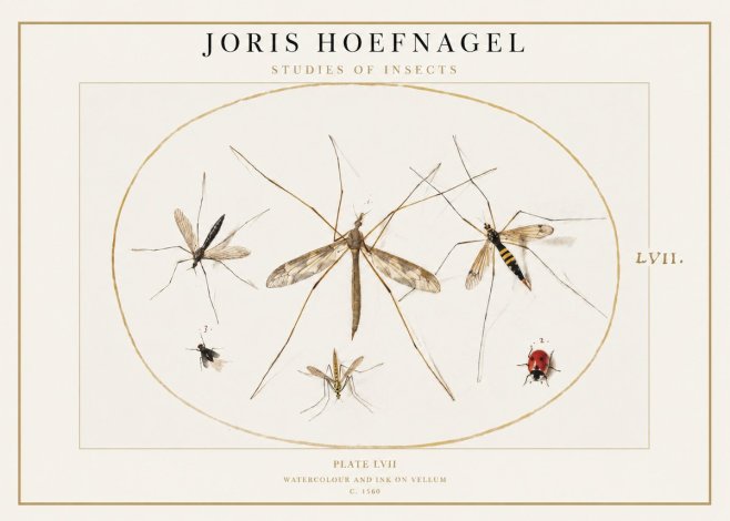 Joris Hoefnagel Studies of Insects II No1 - Poster