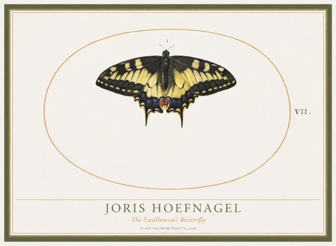 Joris Hoefnagel Study of a Swallowtail Butterfly No5 - Poster