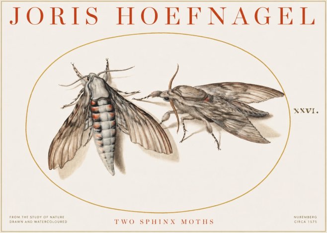 Joris Hoefnagel Two Sphinx Moths No1 - Poster