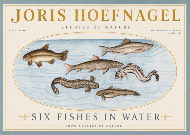 Joris Hoefnagel Six Fishes in Water II No4 - Poster