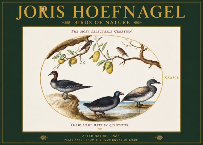 Joris Hoefnagel Plate Xxxvii from the Four Books of Birds No2 - Poster