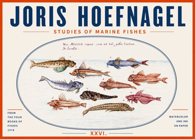 Joris Hoefnagel Studies of Marine Fishes No5 - Poster