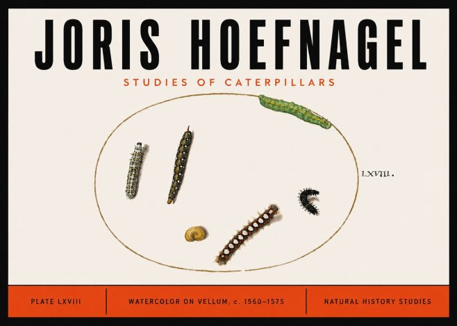 Joris Hoefnagel Studies of Caterpillars No6 - Poster