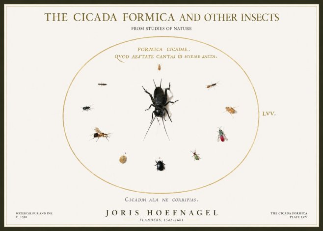 Joris Hoefnagel Formica Cicadae No5 - Poster