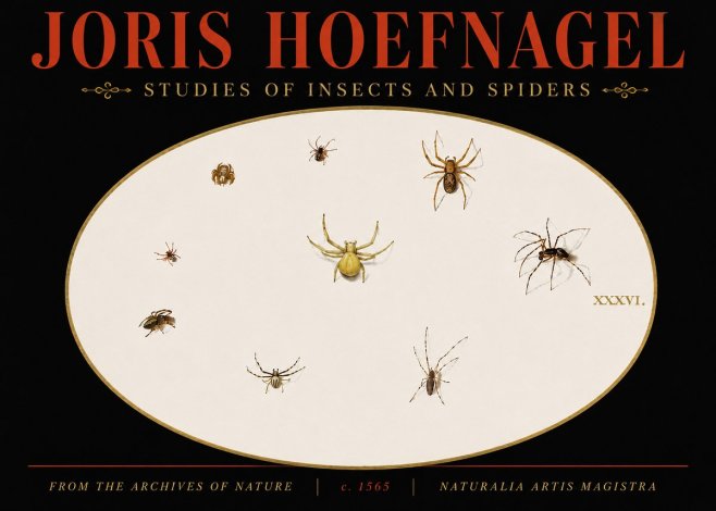 Joris Hoefnagel Studies of Insects and Spiders No5 - Poster