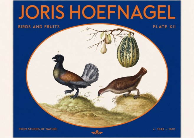 Joris Hoefnagel A Cock and Hen of the Woods with Pears and Gourd No2 - Poster