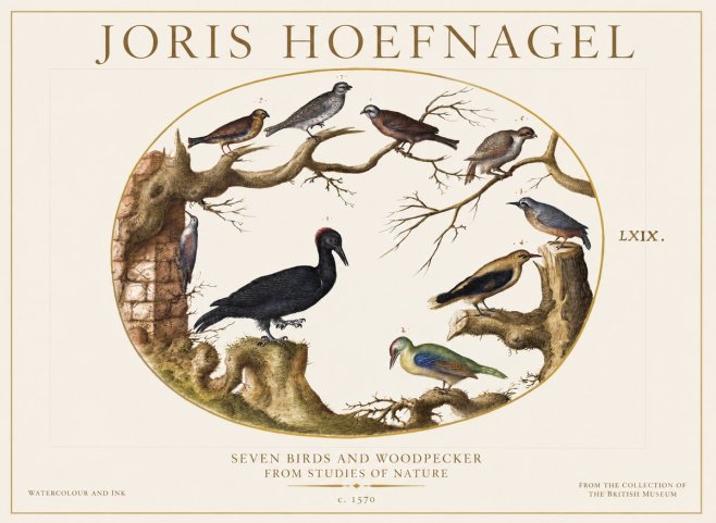 Joris Hoefnagel Birds in an Oval Frame No6 - Poster