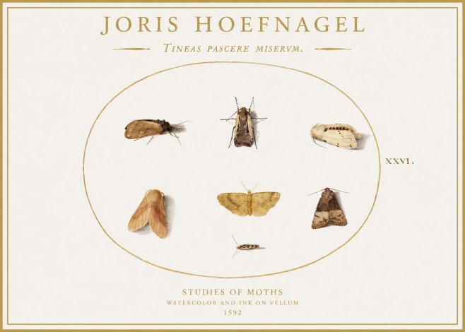 Joris Hoefnagel Studies of Moths II No1 - Poster