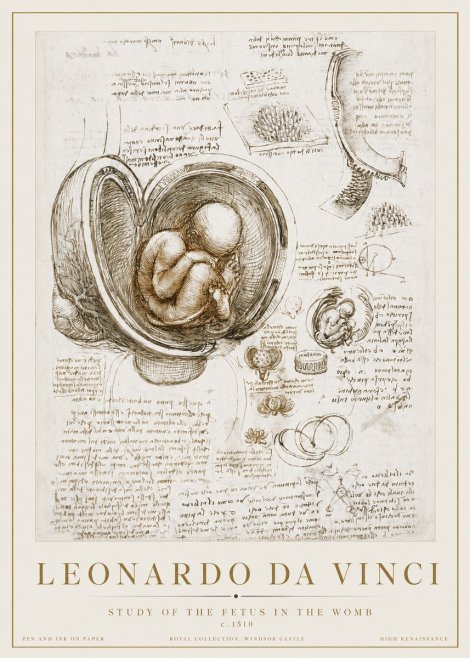 Leonardo da Vinci Studies of the Fetus in the Womb No3 - Poster