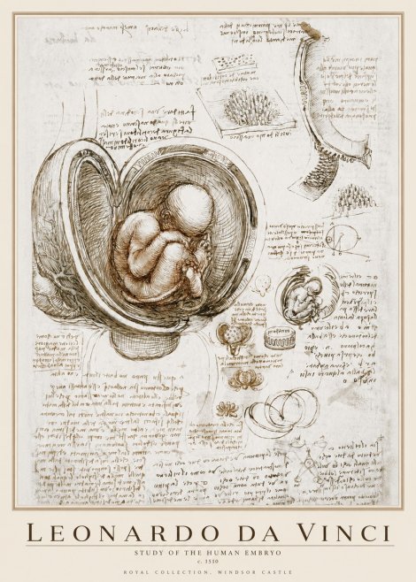 Leonardo da Vinci Studies of the Fetus in the Womb No4 - Poster