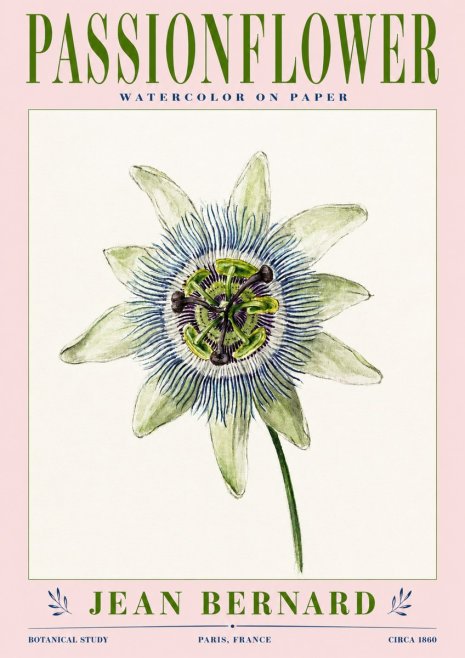 Jean Bernard Passionflower No3 - Poster