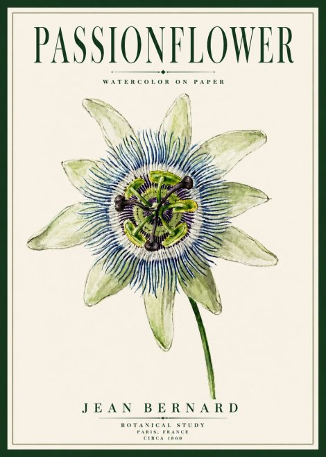 Jean Bernard Passionflower No5 - Poster