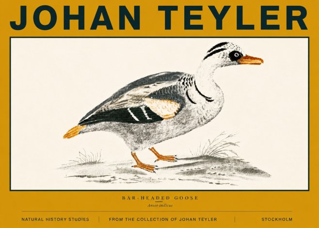 Johan Teyler Bar-headed Goose No6 - Poster
