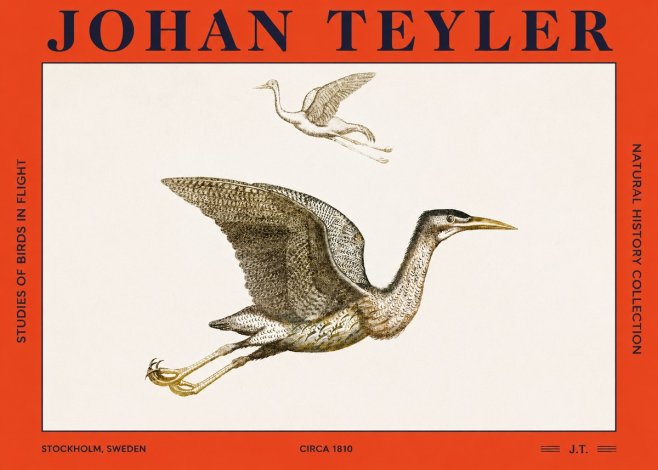 Johan Teyler Studies of Birds in Flight No2 - Poster
