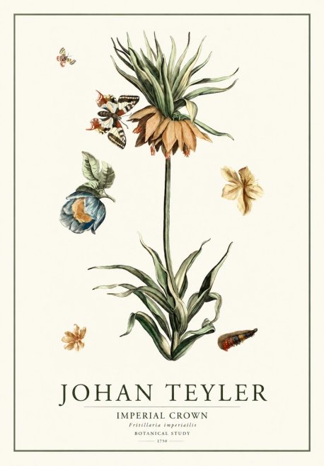 Johan Teyler Crown Imperial No2 - Poster