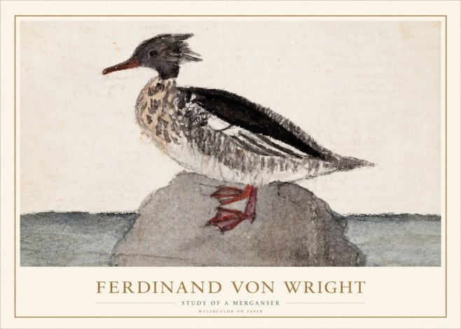 Ferdinand von Wright Study of a Merganser No1 - Poster