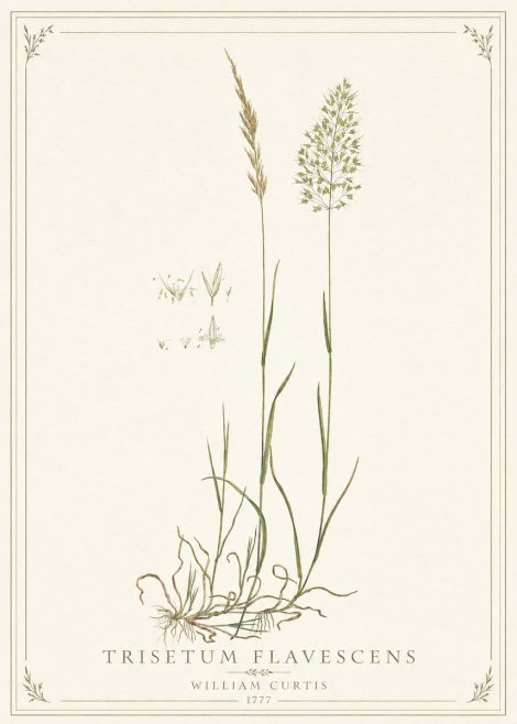 William Curtis Trisetum Flavescens II No1 - Poster