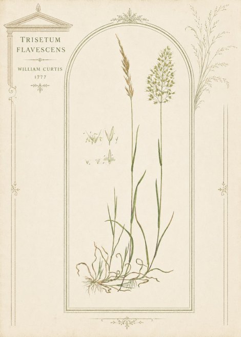 William Curtis Trisetum Flavescens II No3 - Poster