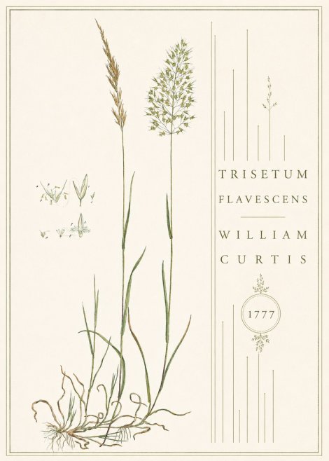 William Curtis Trisetum Flavescens II No4 - Poster