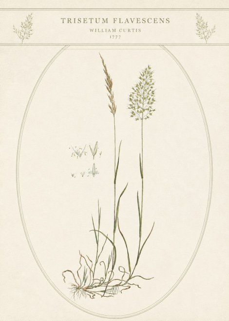 William Curtis Trisetum Flavescens II No5 - Poster