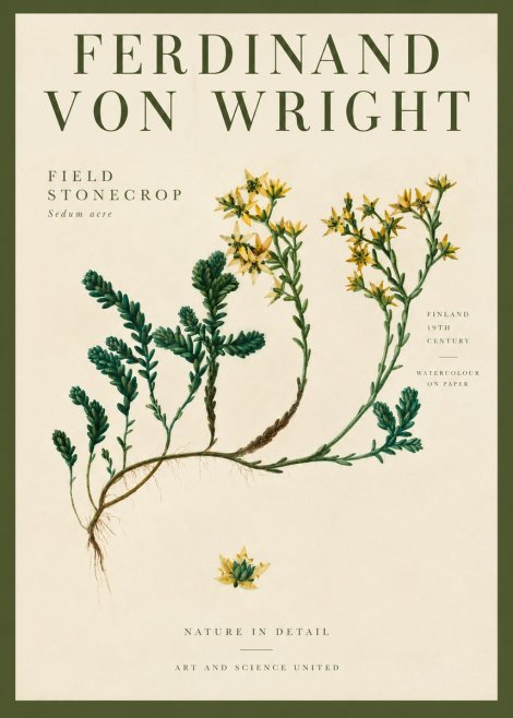 Ferdinand von Wright Botanical Study No4 - Poster