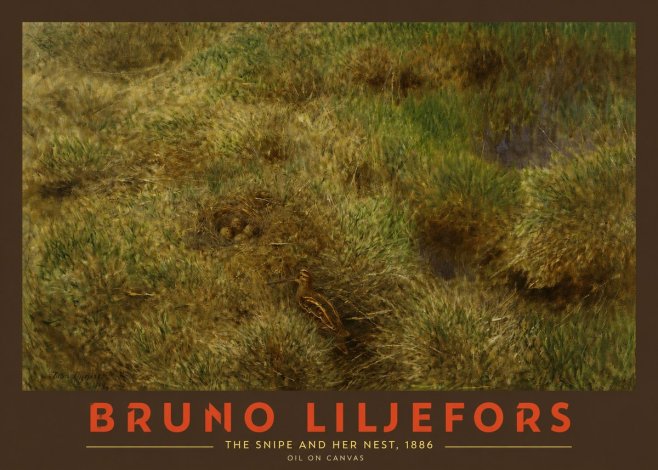 Bruno Liljefors The Snipe and Her Nest No2 - Poster